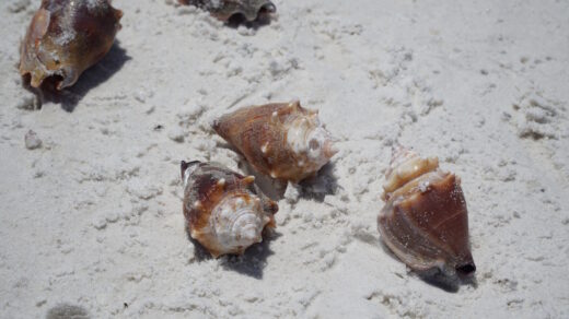 Mehrere große Muscheln liegen auf hellem Sand und zeigen ihre natürlichen Braun‑ und Orangetöne.