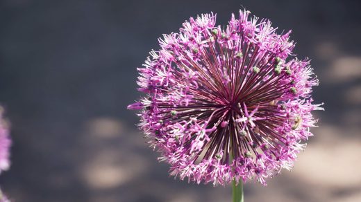 Pink, weiße Blume aus dem Trädgårdsföreningen Park in Göteborg