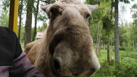 Elch guckt in die Bahn rein und sucht nach Zweigen.
