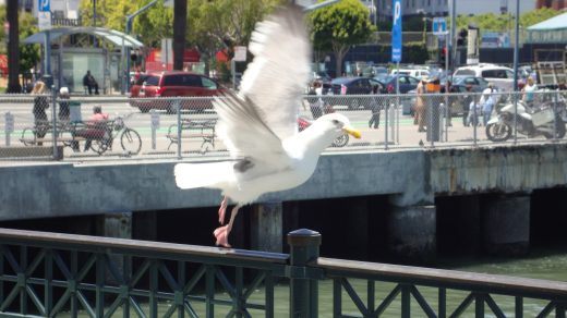 Davon fliegende Möwe am Pier in San Francisco
