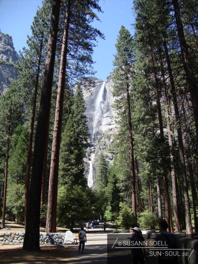 Blick auf die Lower Yosemite Falls, wie diese zwischen den Bäumen hervortreten