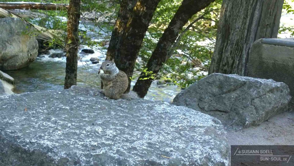 Eichhörnchen sitzt auf einem Felsen und frisst.
