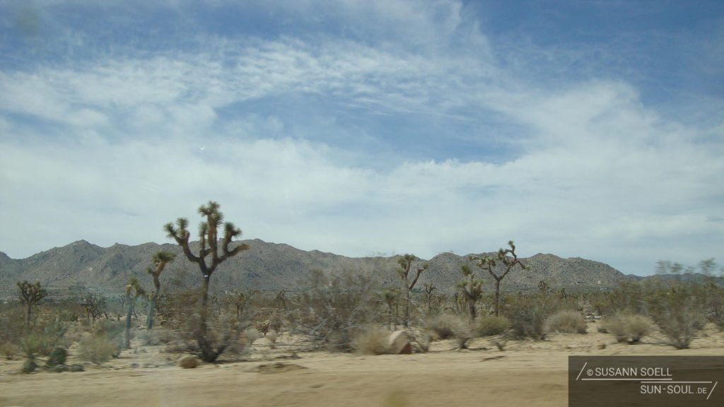 Auf dem Weg nach Bullhead City vorbeiziehende Joshua Trees. Sie wurden nach dem Propheten Joshua benannt, da sie ihm mit "hoch erhobenen Armen" offenbar den Weg ins gelobte Land wiesen.