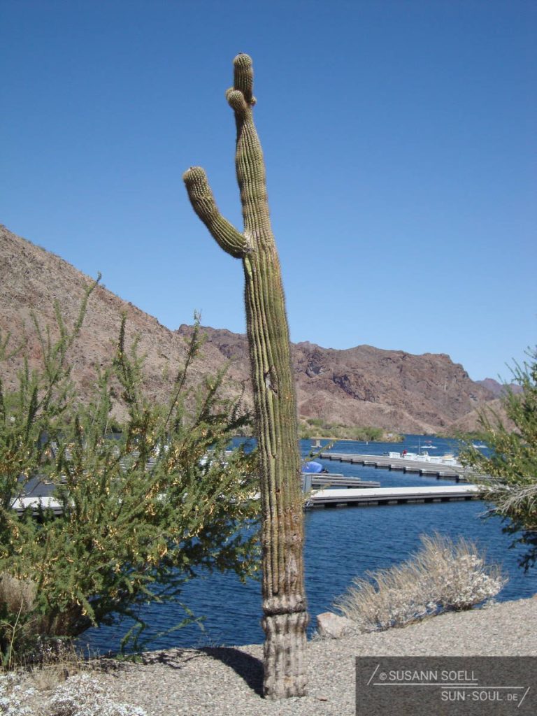 Über eine lange, schmale Zufahrt gelangt man zu einem blau-glitzernden See, an dessen Ufer niedliche, meckernde Ziegen grasen und die einzige Tanksäule weit und breit steht.