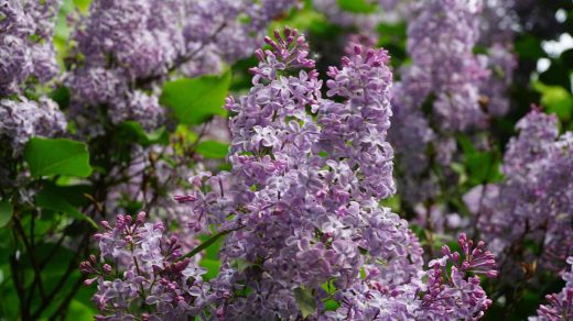 Großaufnahme eines lila Fliederzweiges im Oskarsparken von Örebro.
